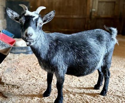 Jill, a Adoptable Goat in Sultan, WA image 3/3