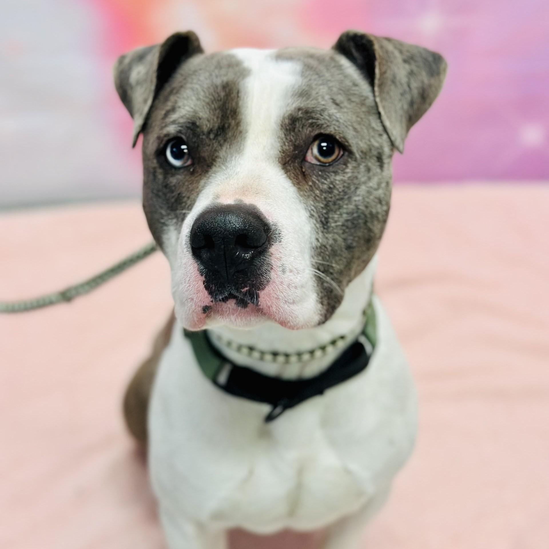 Philippe, a ADOPTABLE Pit Bull Terrier in Manahawkin, NJ image 3/4