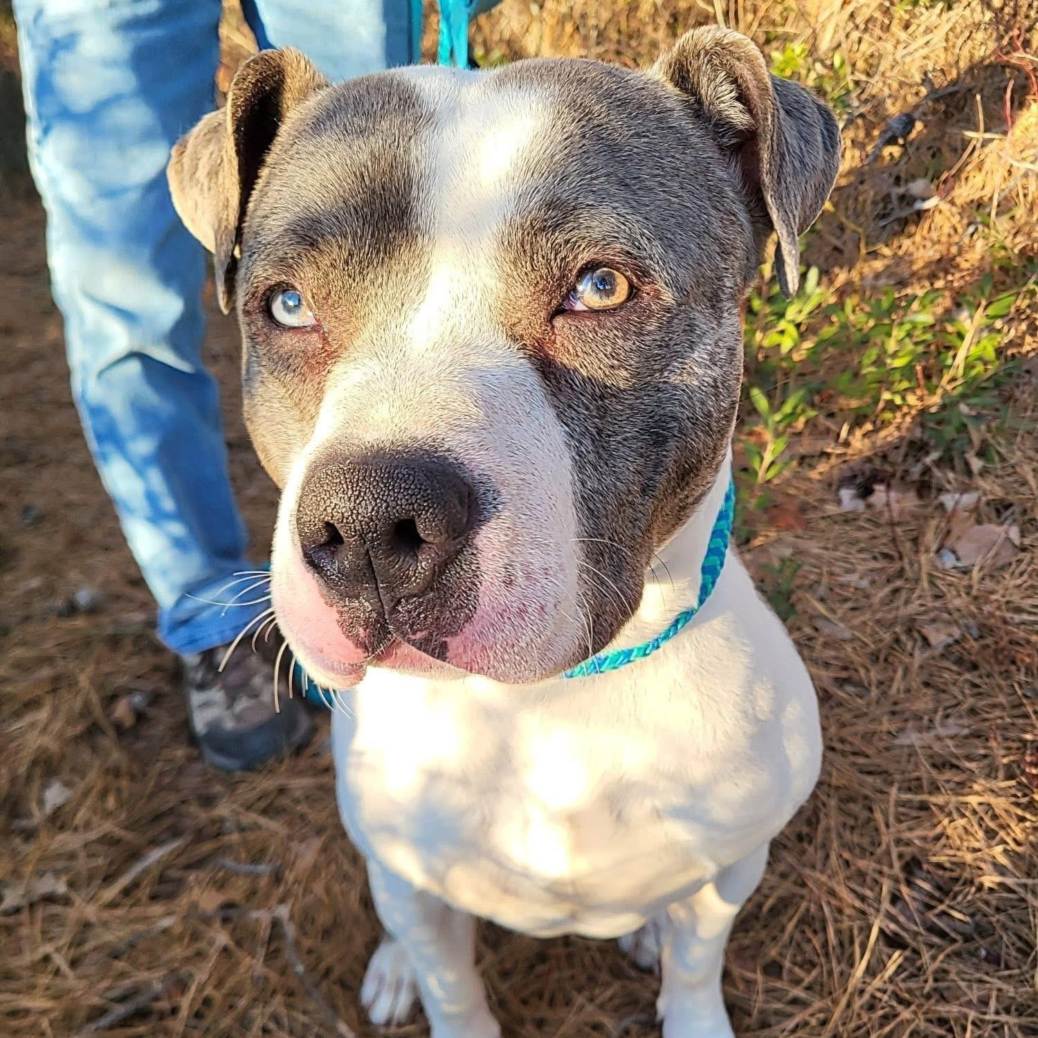 Philippe, ADOPTABLE, Adult Male Pit Bull Terrier.