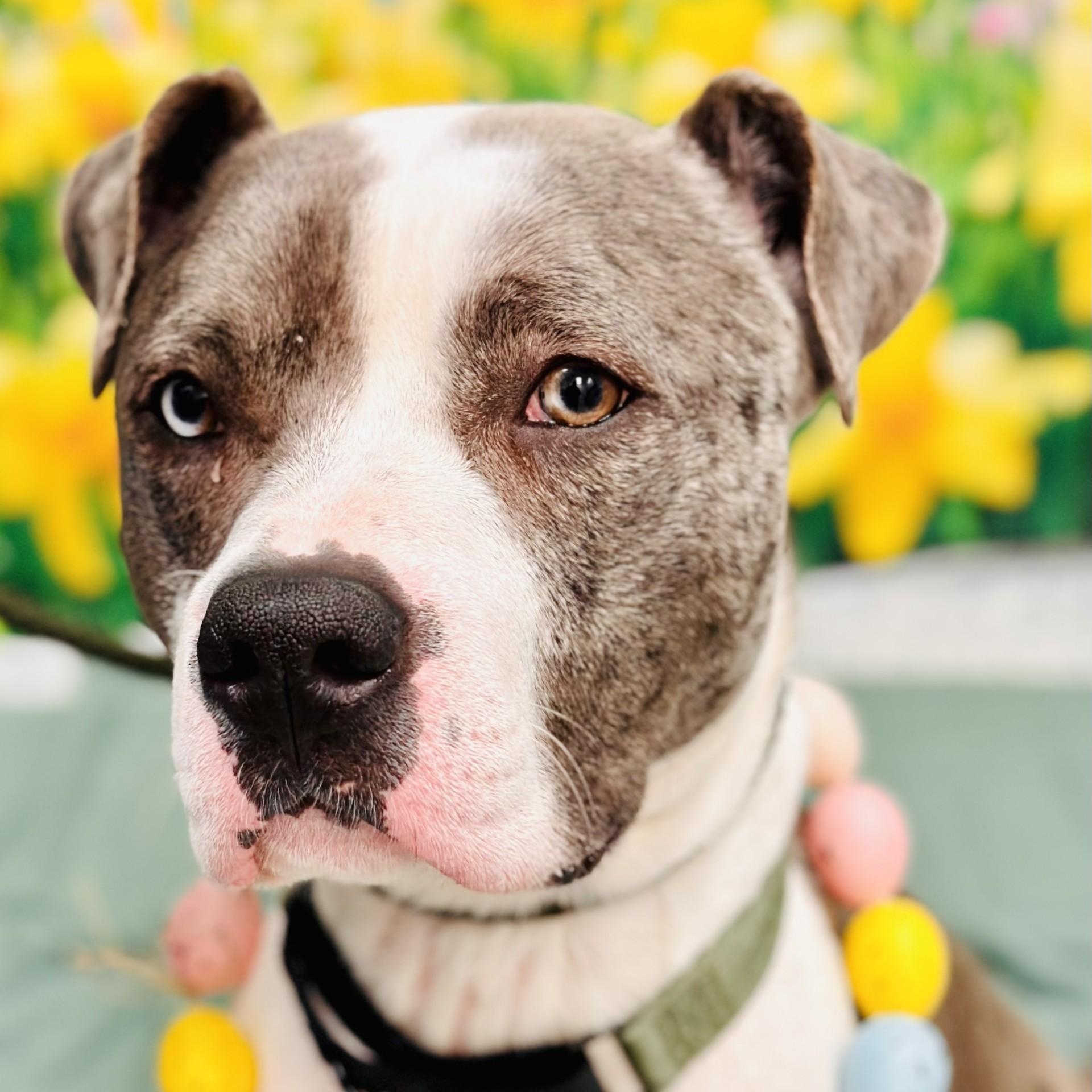 Philippe, ADOPTABLE, Adult Male Pit Bull Terrier.