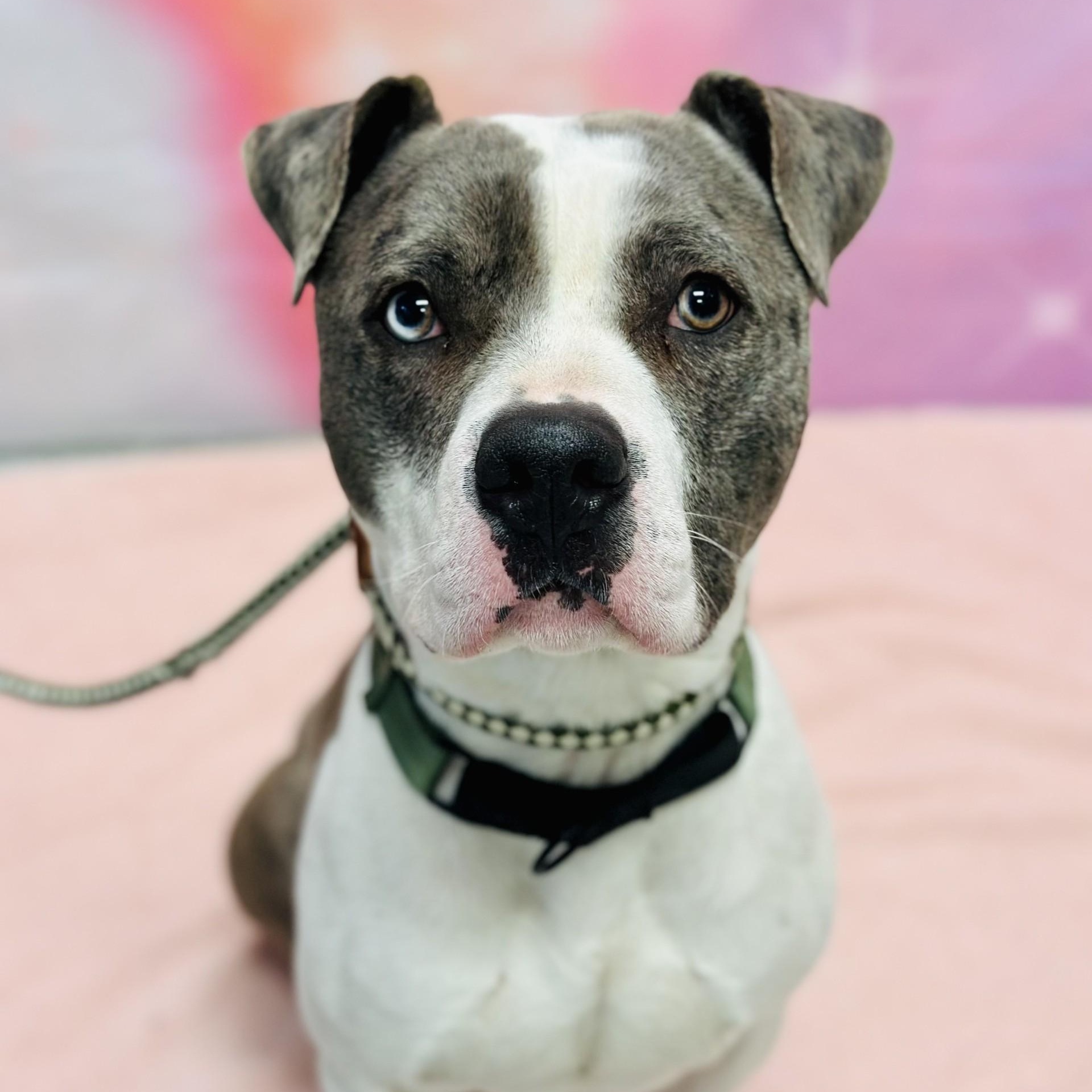 Philippe, a ADOPTABLE Pit Bull Terrier in Manahawkin, NJ image 2/4
