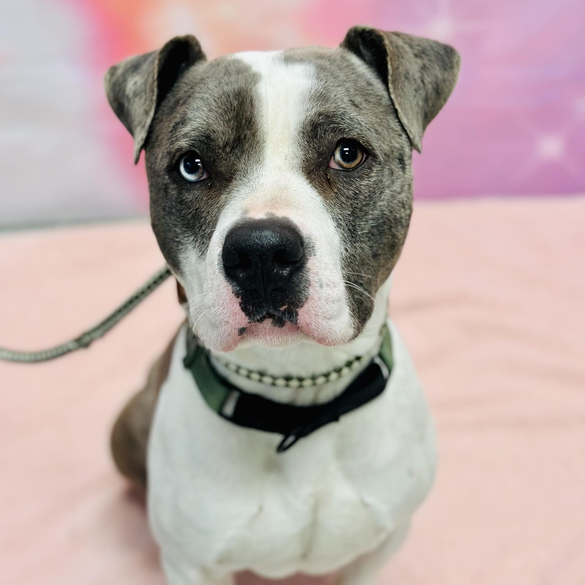 Philippe, ADOPTABLE, Adult Male Pit Bull Terrier.