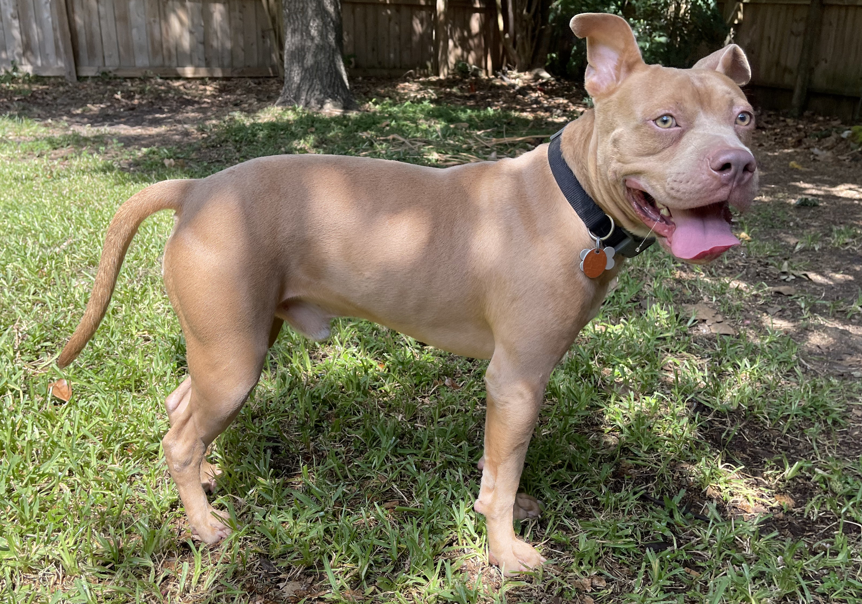 Enlarge JOEY, a Adoptable mixed breed in Spring, TX image 1/11