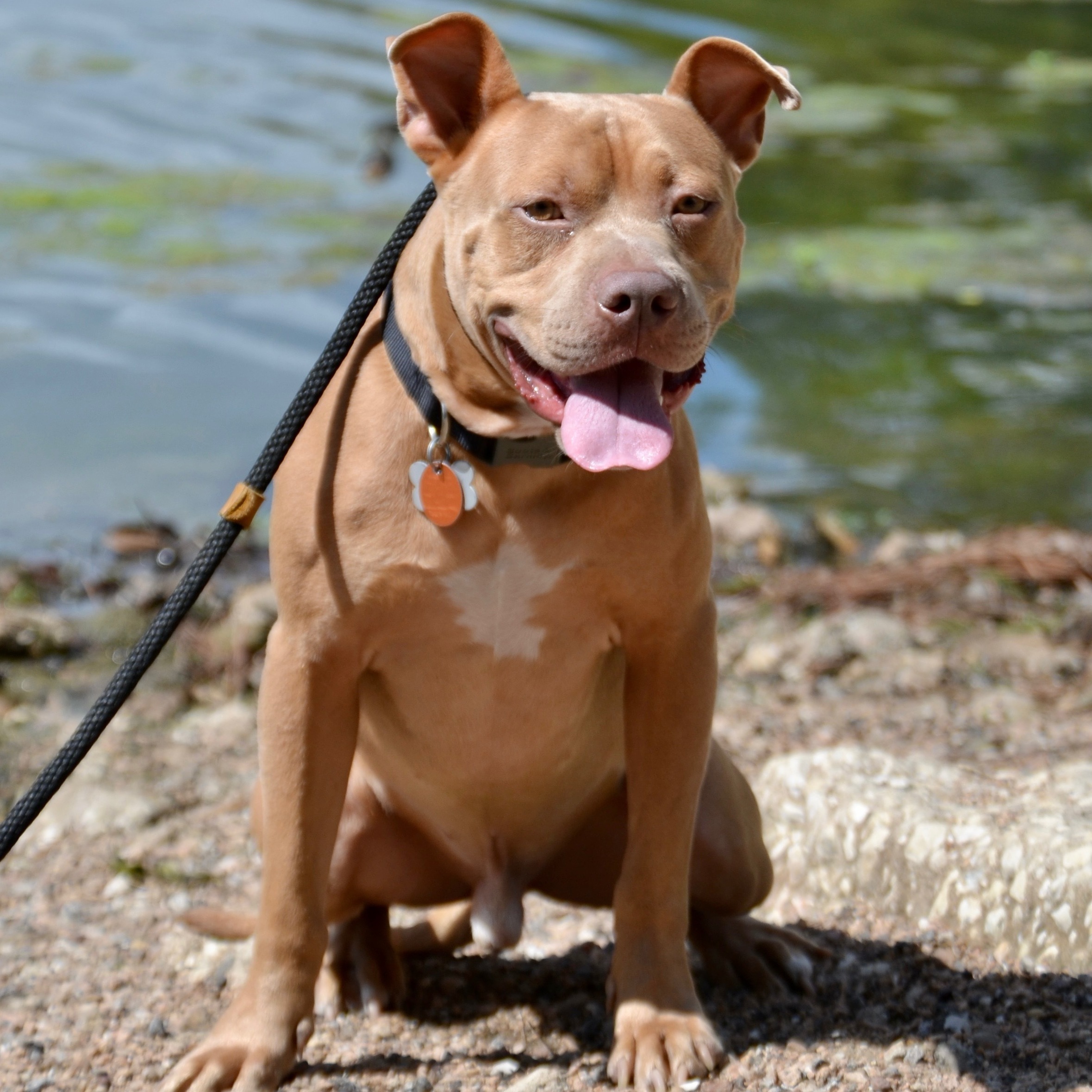 Enlarge JOEY, a Adoptable mixed breed in Spring, TX image 2/11