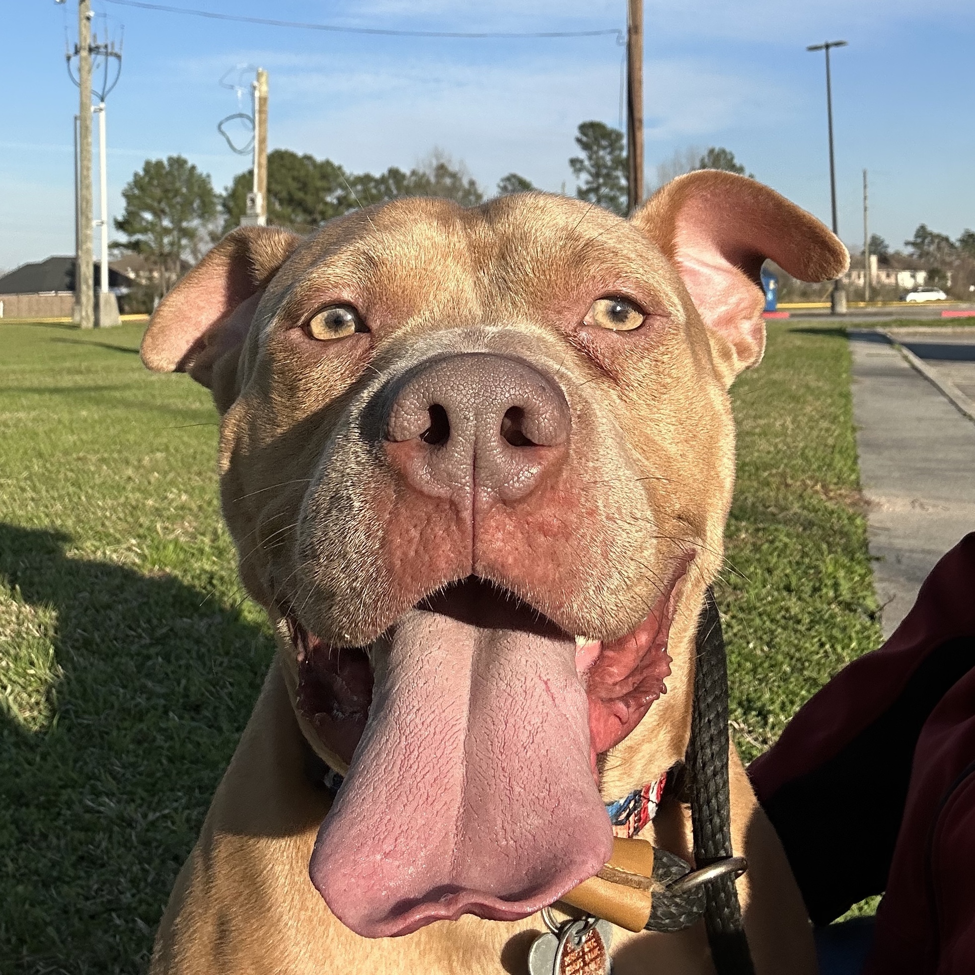 Enlarge JOEY, a Adoptable mixed breed in Spring, TX image 3/11