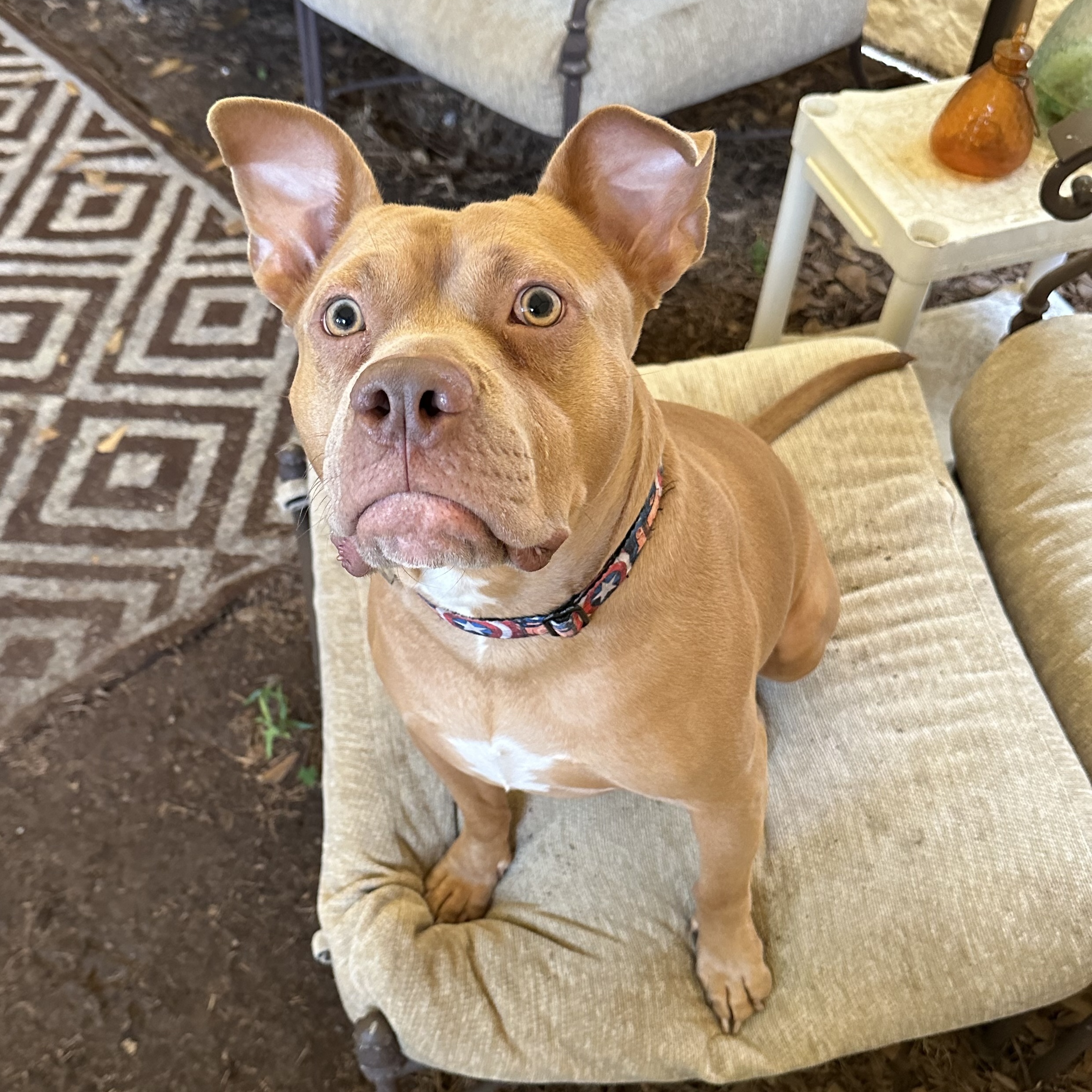 Enlarge JOEY, a Adoptable mixed breed in Spring, TX image 4/11