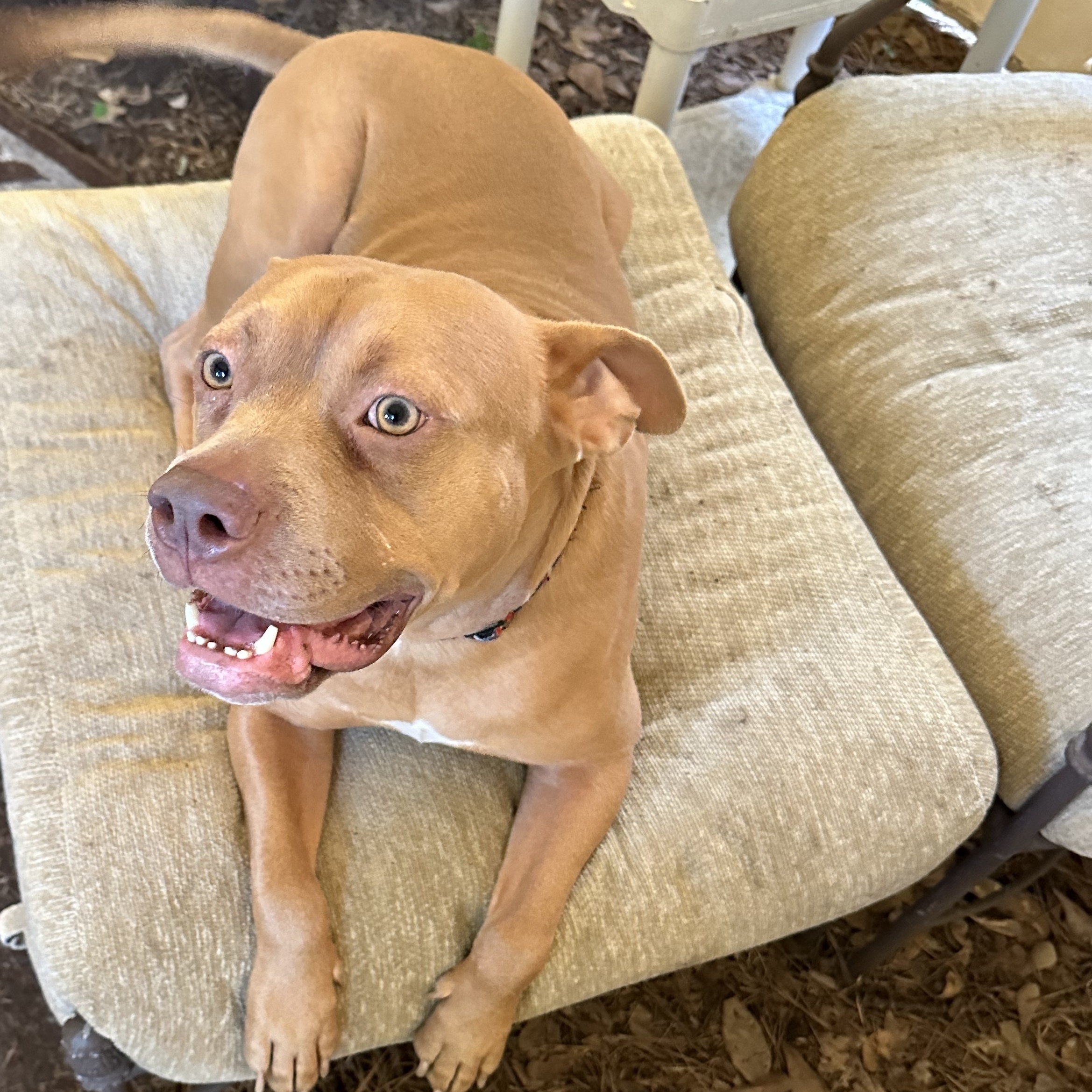 Enlarge JOEY, a Adoptable mixed breed in Spring, TX image 5/11