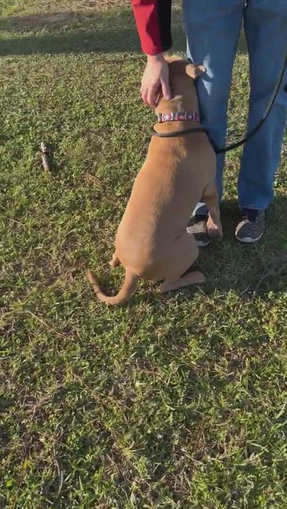 Enlarge JOEY, a Adoptable mixed breed in Spring, TX video 9/11