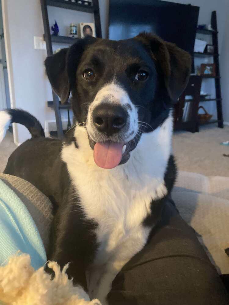 Cookie (Sterling D), Adopted, Young Female Mixed Breed.