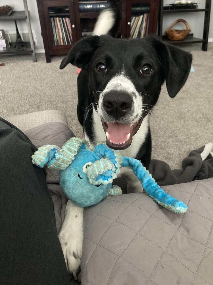 Enlarge Cookie (Sterling D), a Adopted mixed breed in Parker, CO image 2/4