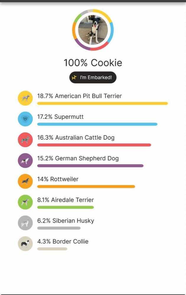 Enlarge Cookie (Sterling D), a Adopted mixed breed in Parker, CO image 3/4