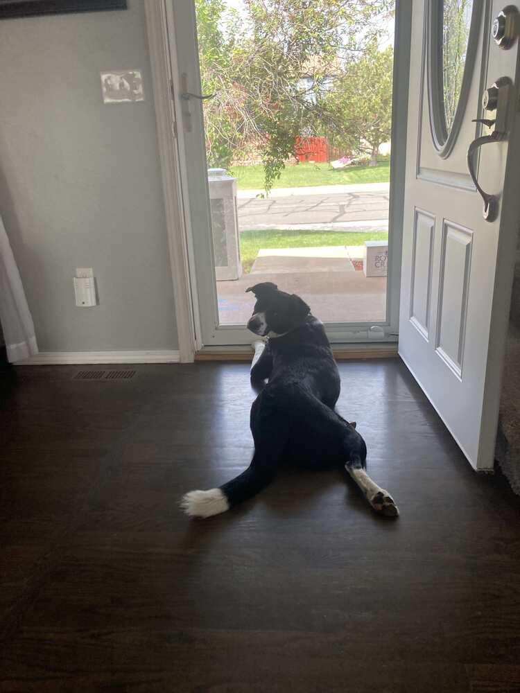 Enlarge Cookie (Sterling D), a Adopted mixed breed in Parker, CO image 4/4