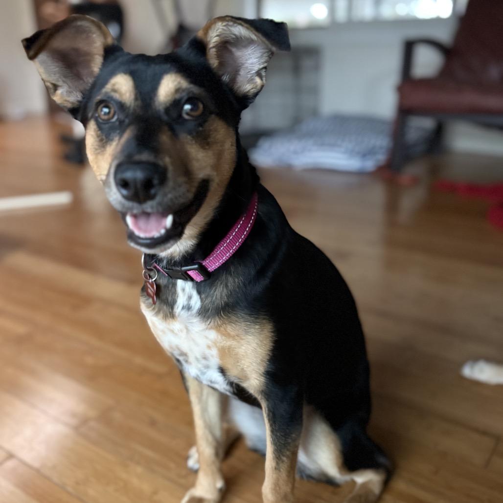 Hinalani, Adoptable, Young Female Mixed Breed.