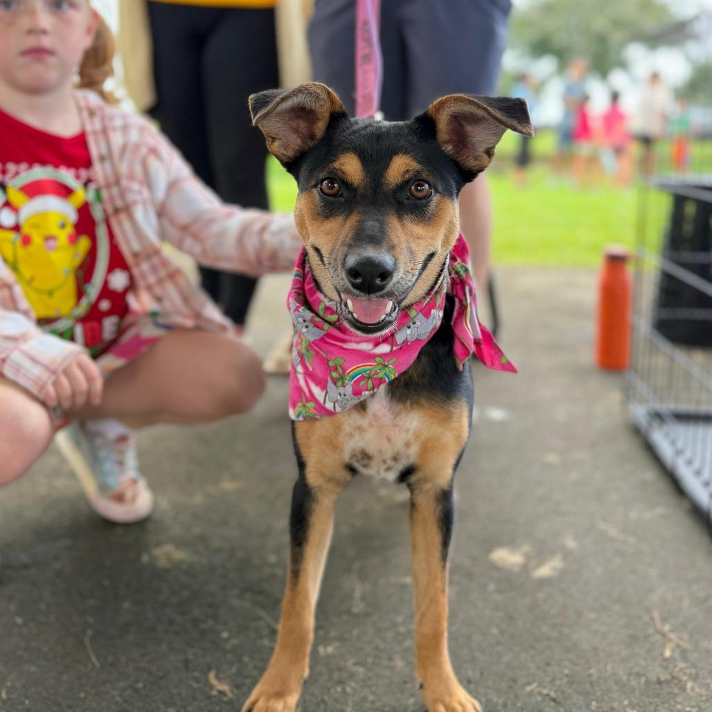 Enlarge Hinalani, a Adoptable Mixed Breed in Volcano, HI image 2/6