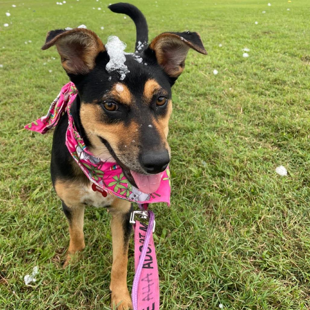 Enlarge Hinalani, a Adoptable Mixed Breed in Volcano, HI image 3/6
