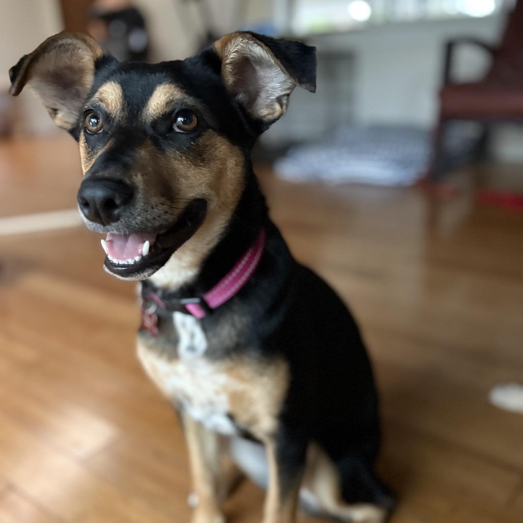 Enlarge Hinalani, a Adoptable Mixed Breed in Volcano, HI image 5/6