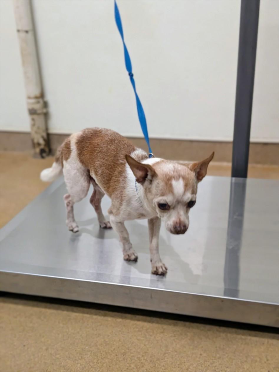 Enlarge PONY BOY, a Adoptable Chihuahua in Hayward, CA image 1/1