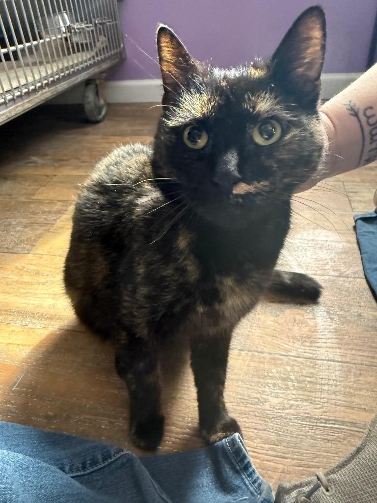 Sassy S'more, Adoptable, Adult Female Domestic Short Hair.