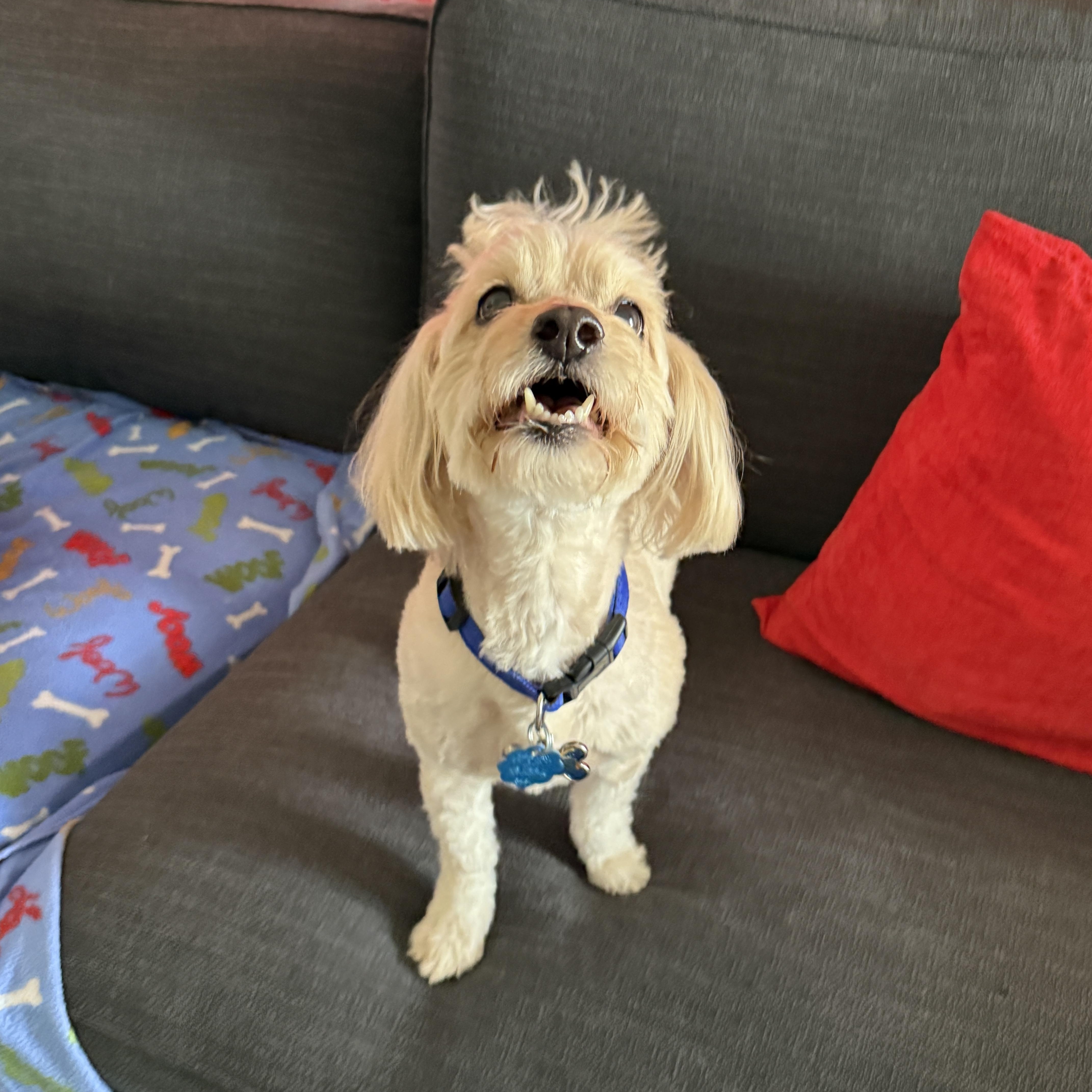 ROCKY, Senior Male unknown