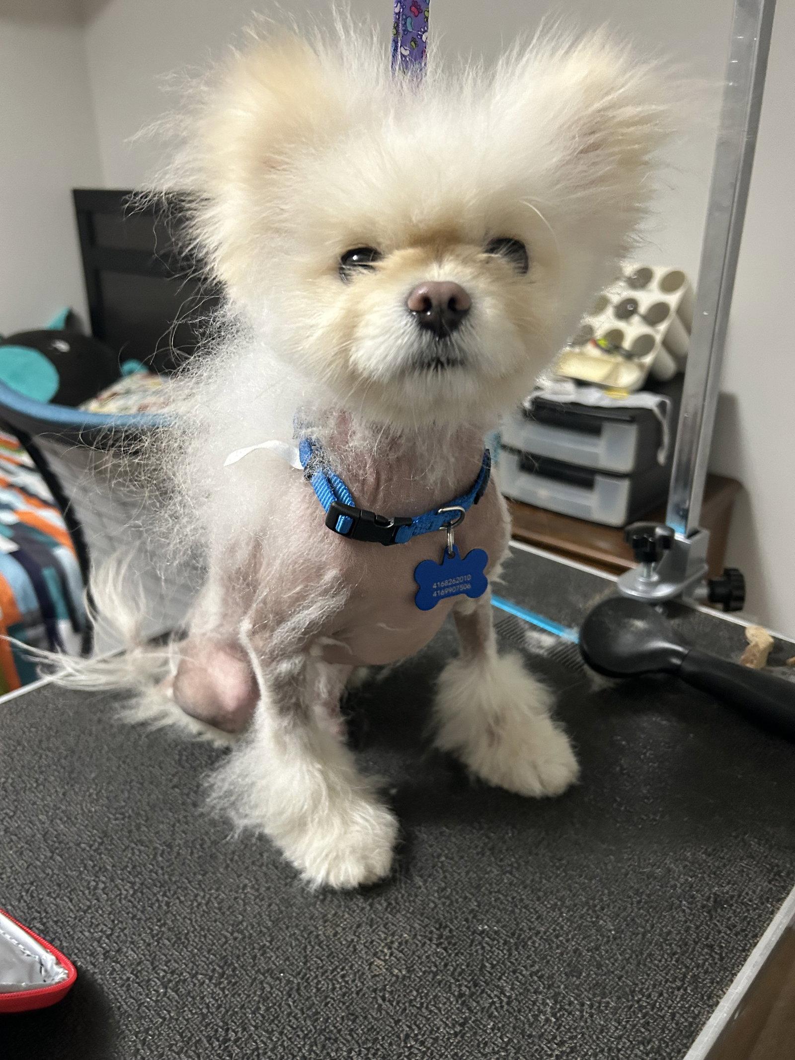 Enlarge Snowball, a Adoptable Pomeranian in Etobicoke, ON image 1/3