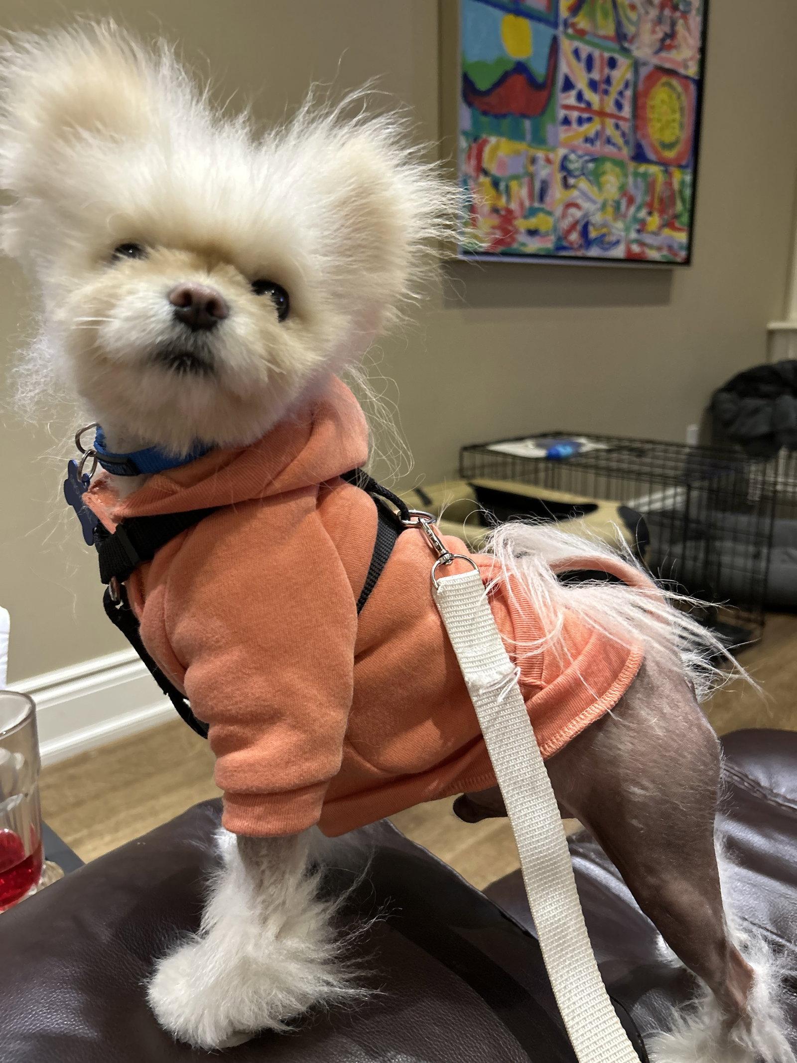 Enlarge Snowball, a Adoptable Pomeranian in Etobicoke, ON image 2/3