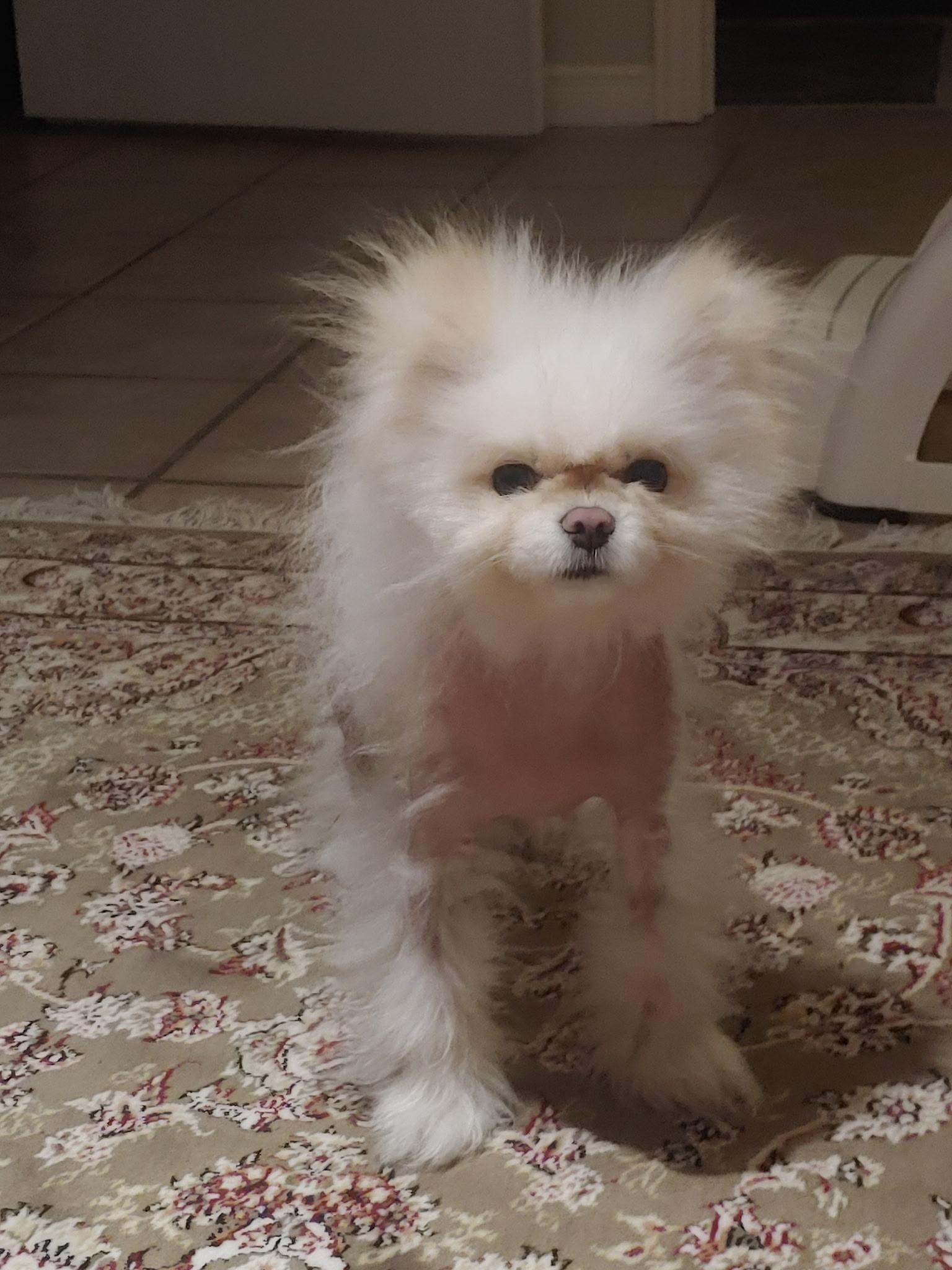 Enlarge Snowball, a Adoptable Pomeranian in Etobicoke, ON image 3/3