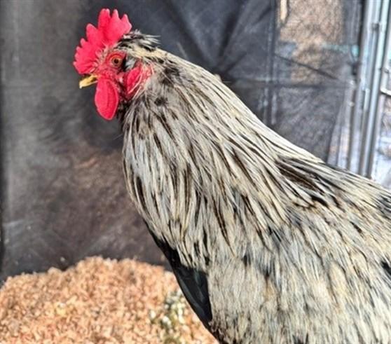 CLUCK KENT, Adoptable, Adult Male Chicken.