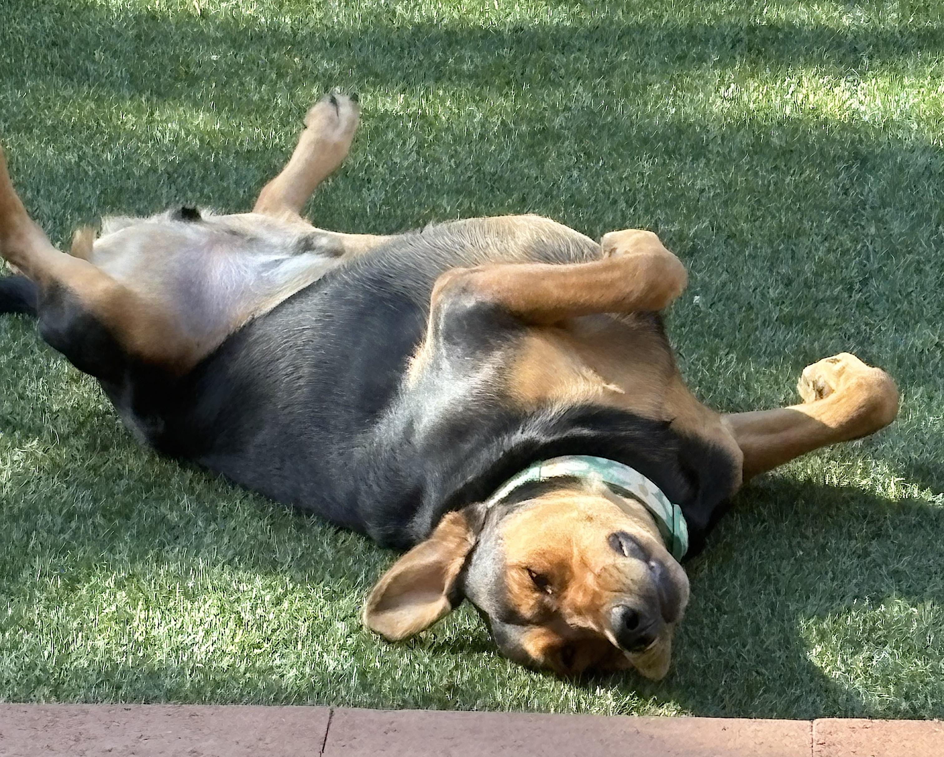 Mocha, a Adoptable mixed breed in Los Angeles, CA image 5/6