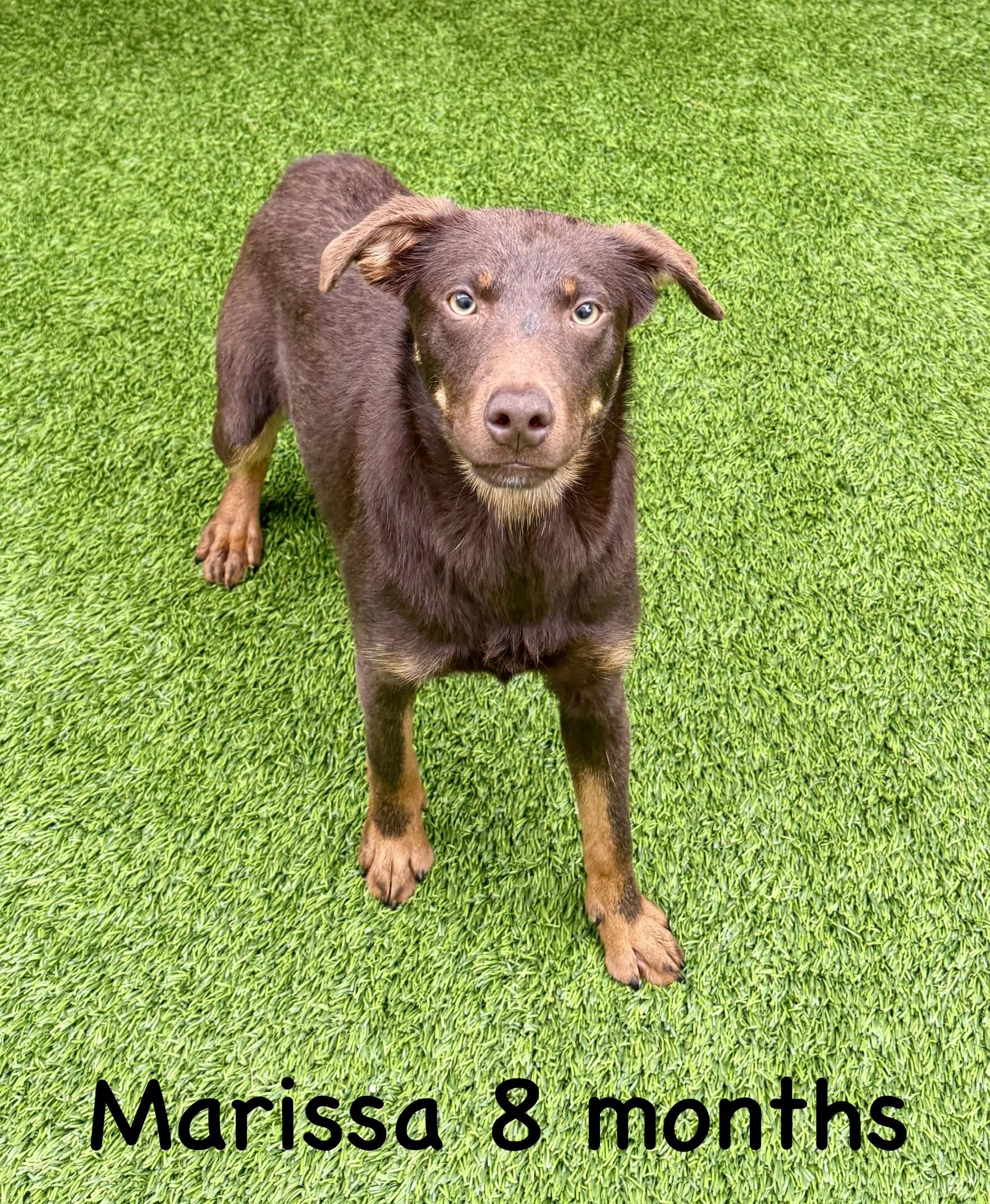 Marissa, Adoptable, Young Female Australian Shepherd.