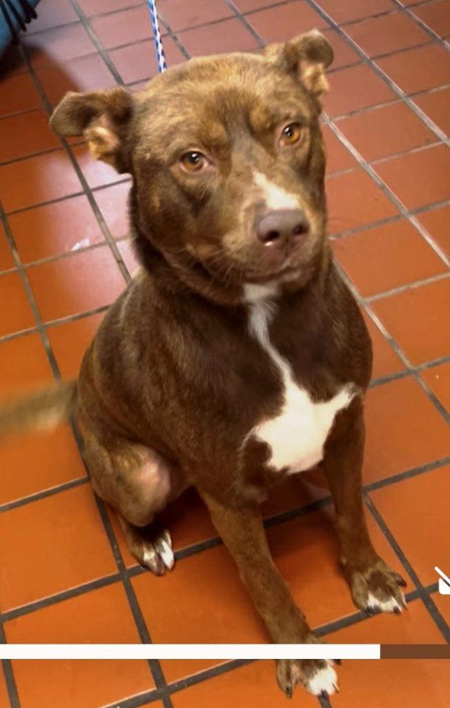 Paddycake, Extra Handsome & Sweet red-nose Bully boy.