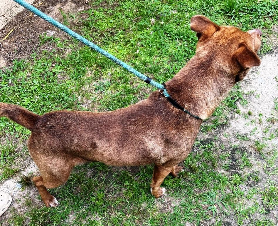 Paddycake, Extra Handsome & Sweet red-nose Bully boy.