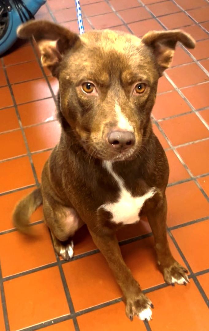 Paddycake, Extra Handsome & Sweet red-nose Bully boy.