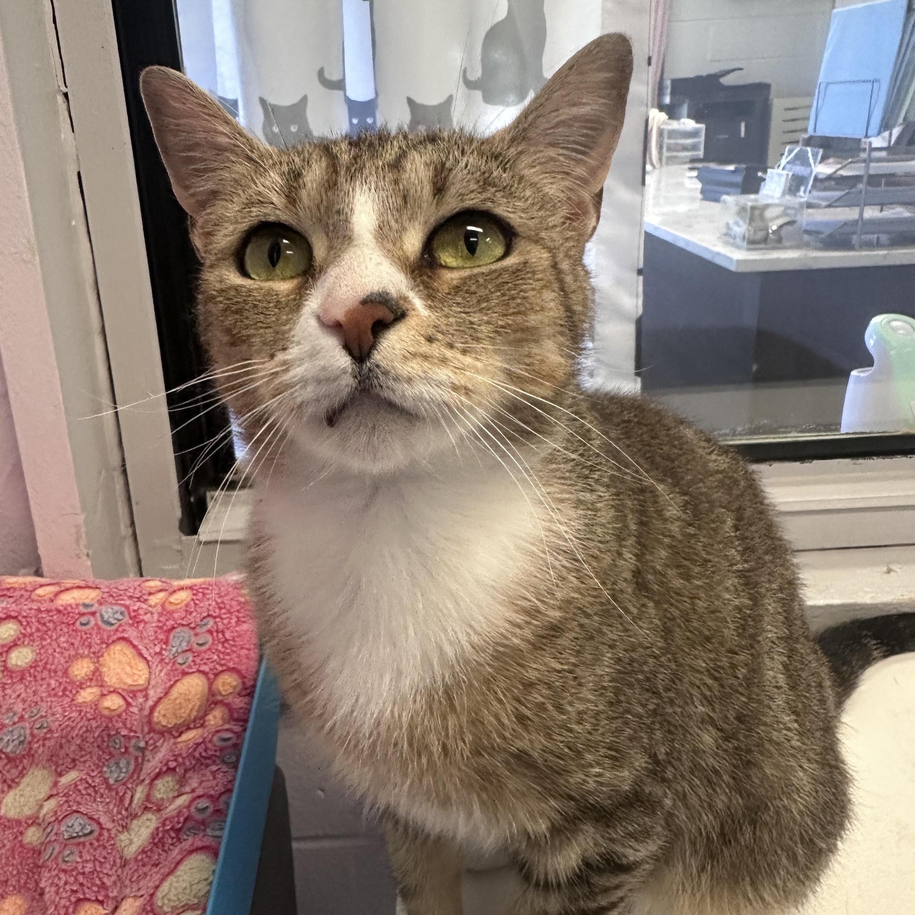 Roxie, Adoptable, Young Female Domestic Short Hair.