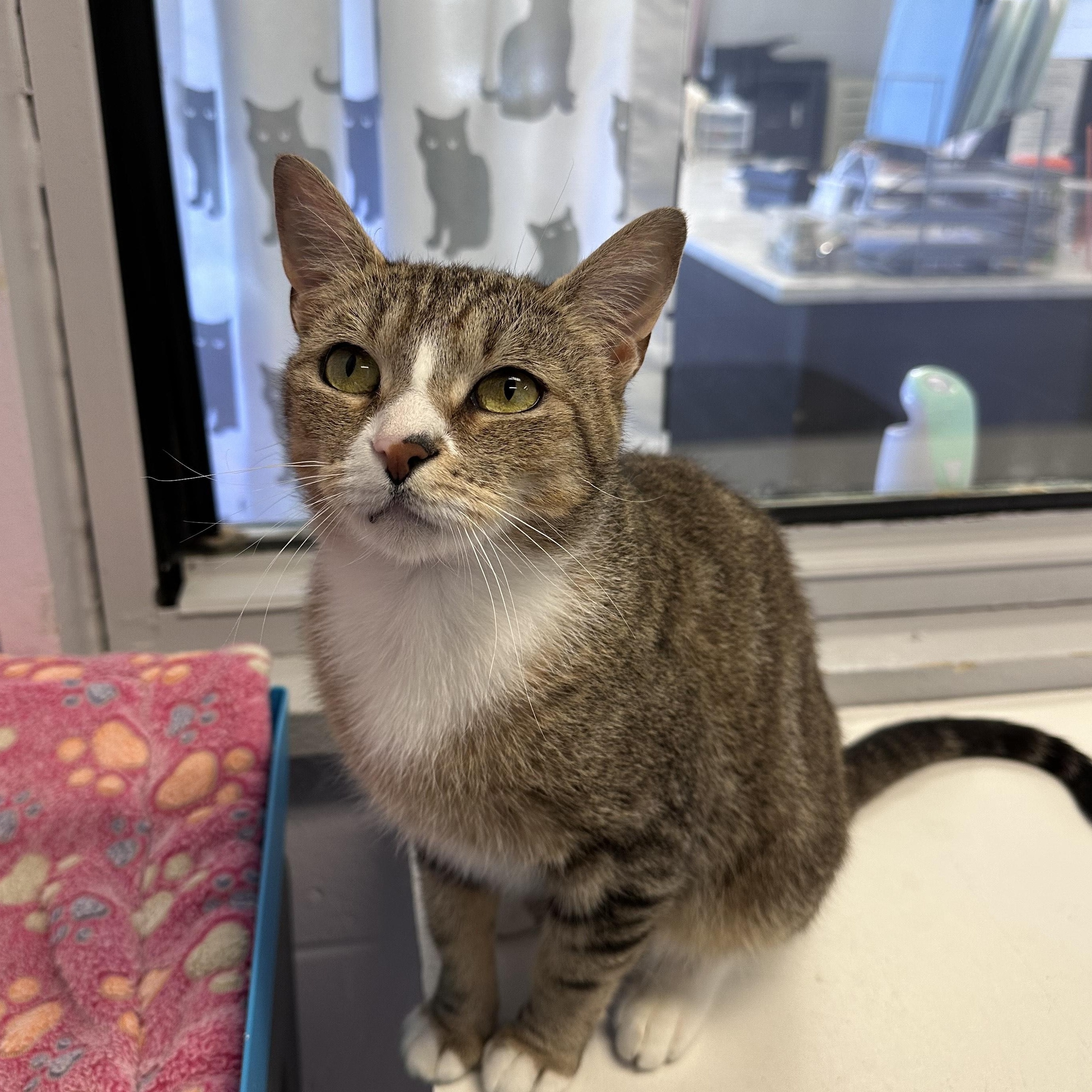 Enlarge Roxie, a Adoptable Domestic Short Hair in East Northport, NY image 2/2
