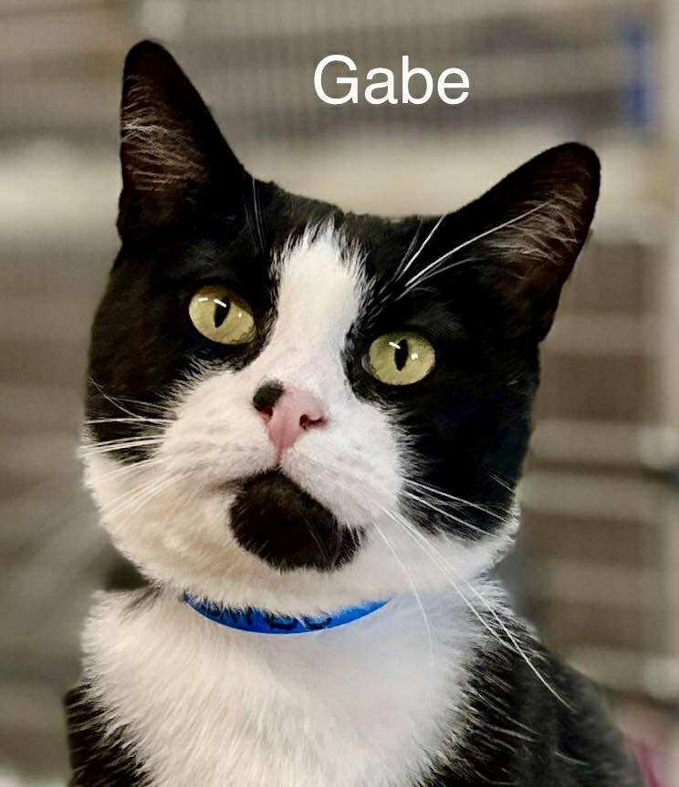 Enlarge Gabe, a Adoptable Turkish Van in Saint George, UT image 1/3