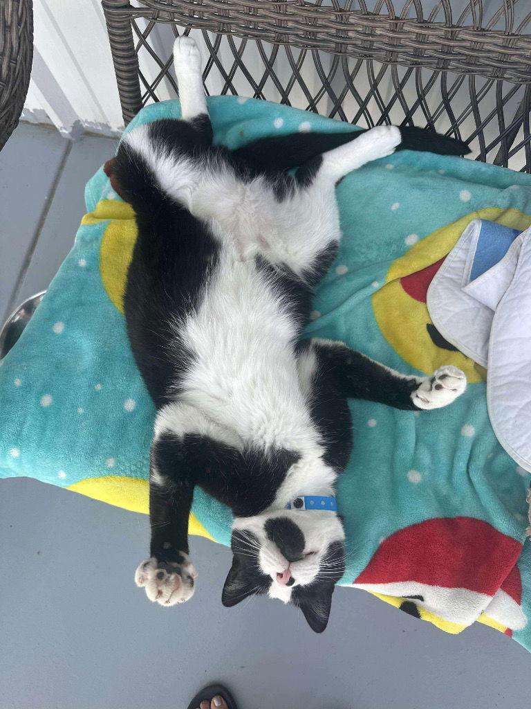 Enlarge Gabe, a Adoptable Turkish Van in Saint George, UT image 2/3