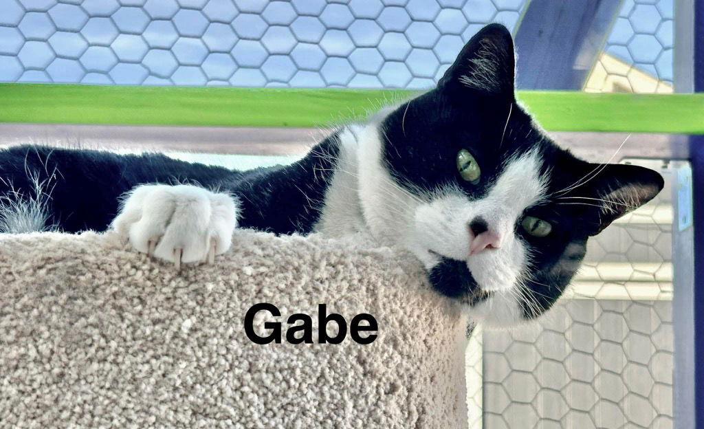 Gabe, Adoptable, Adult Male Turkish Van.