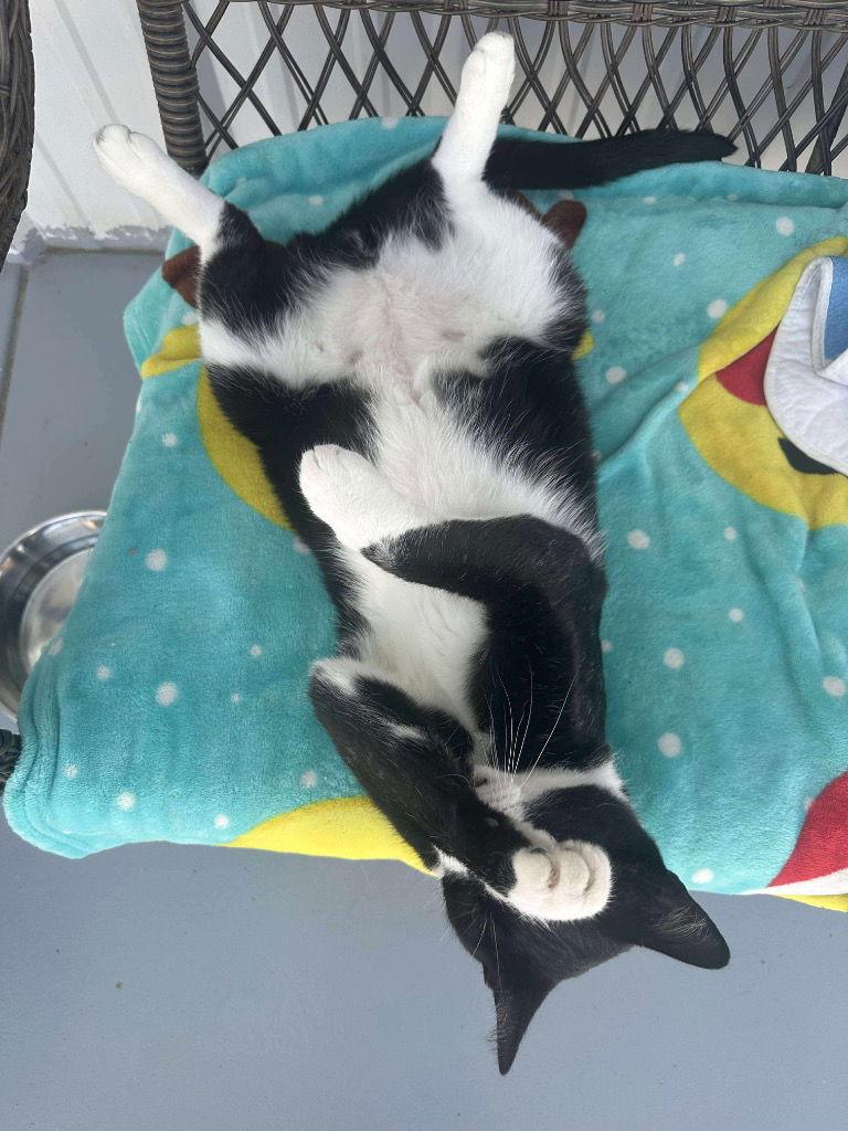 Gabe, Adoptable, Adult Male Turkish Van.