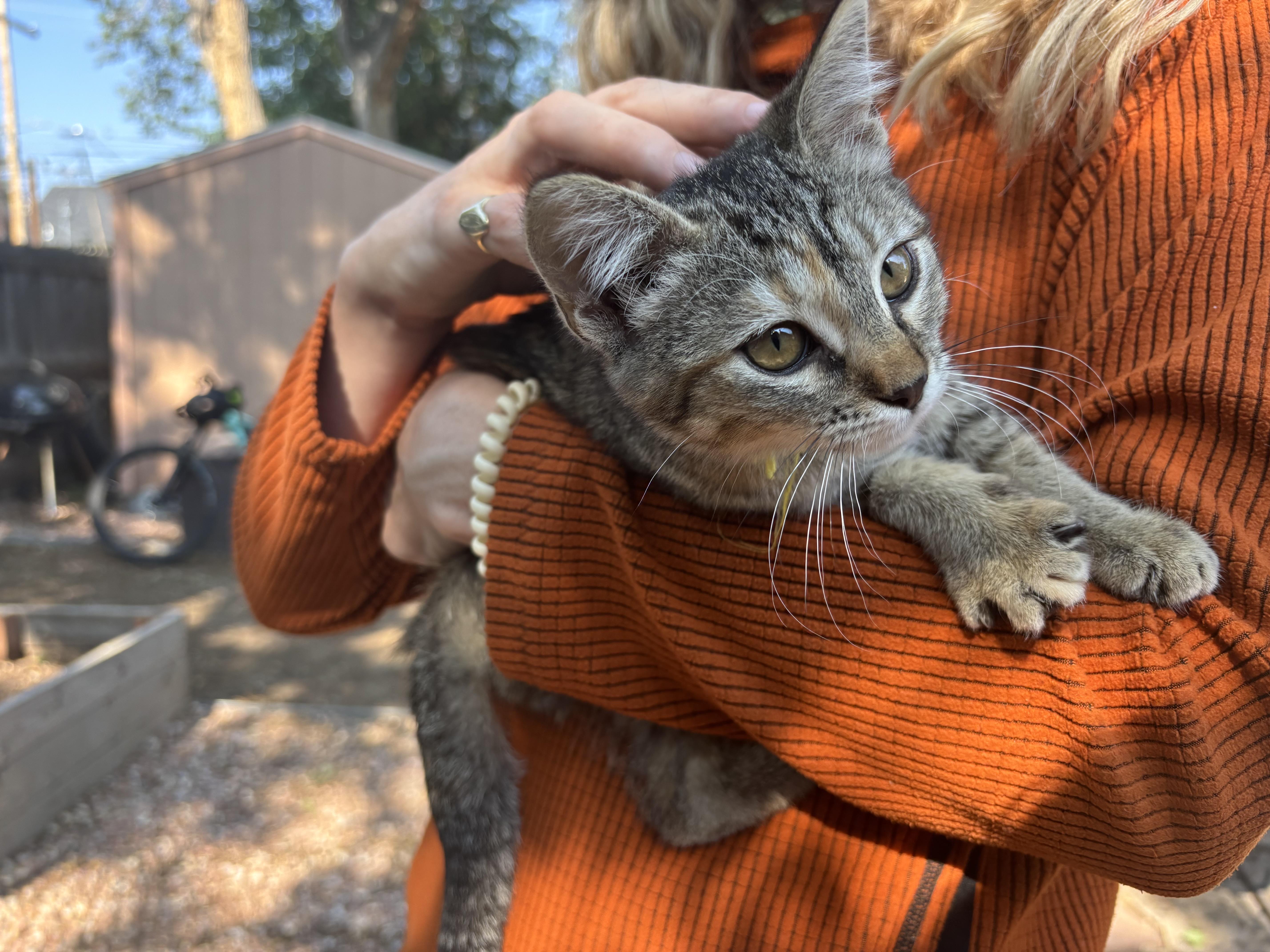 Enlarge Katniss, a Adopted Domestic Short Hair in Denver, CO image 2/3