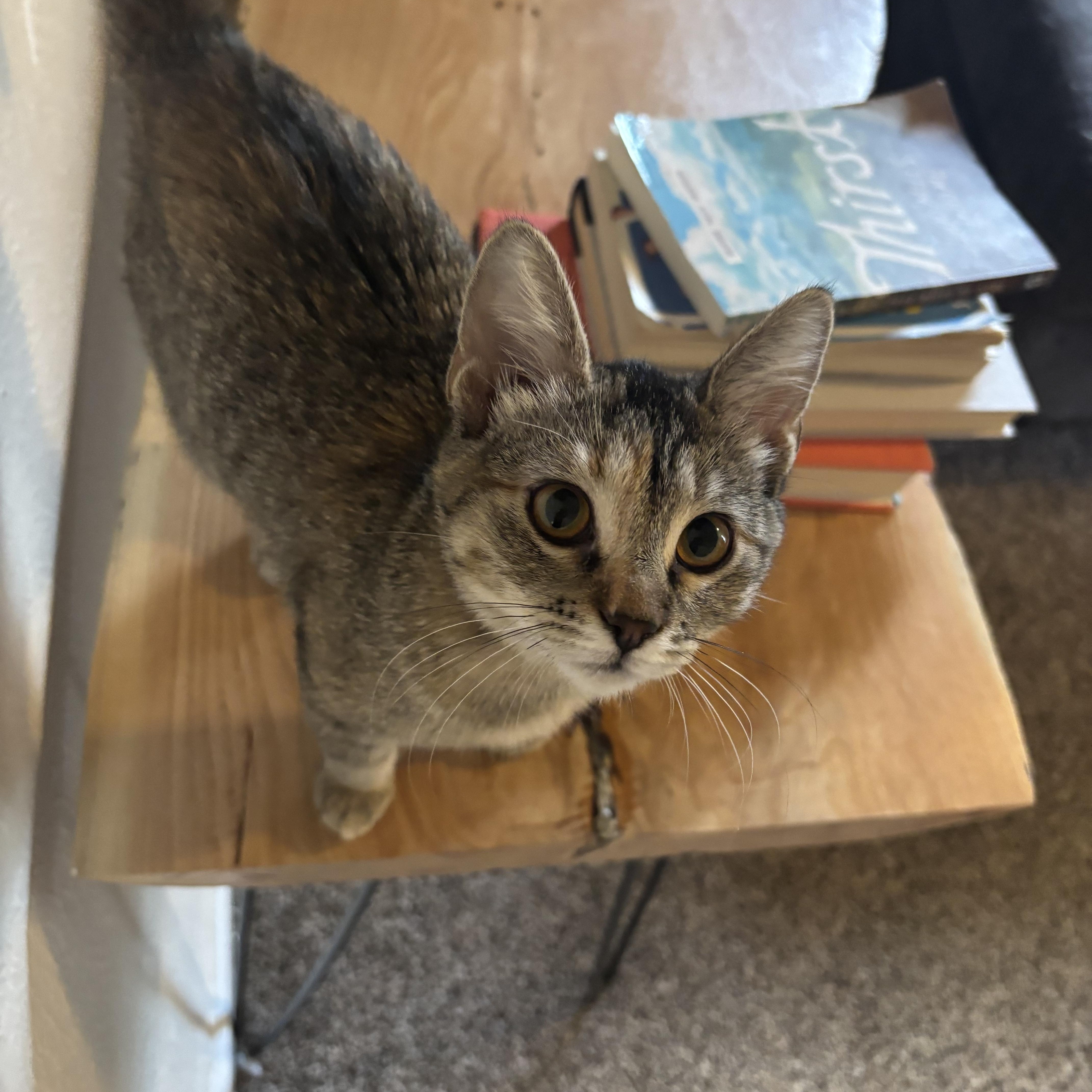 Katniss, Adoptable, Young Female Domestic Short Hair.
