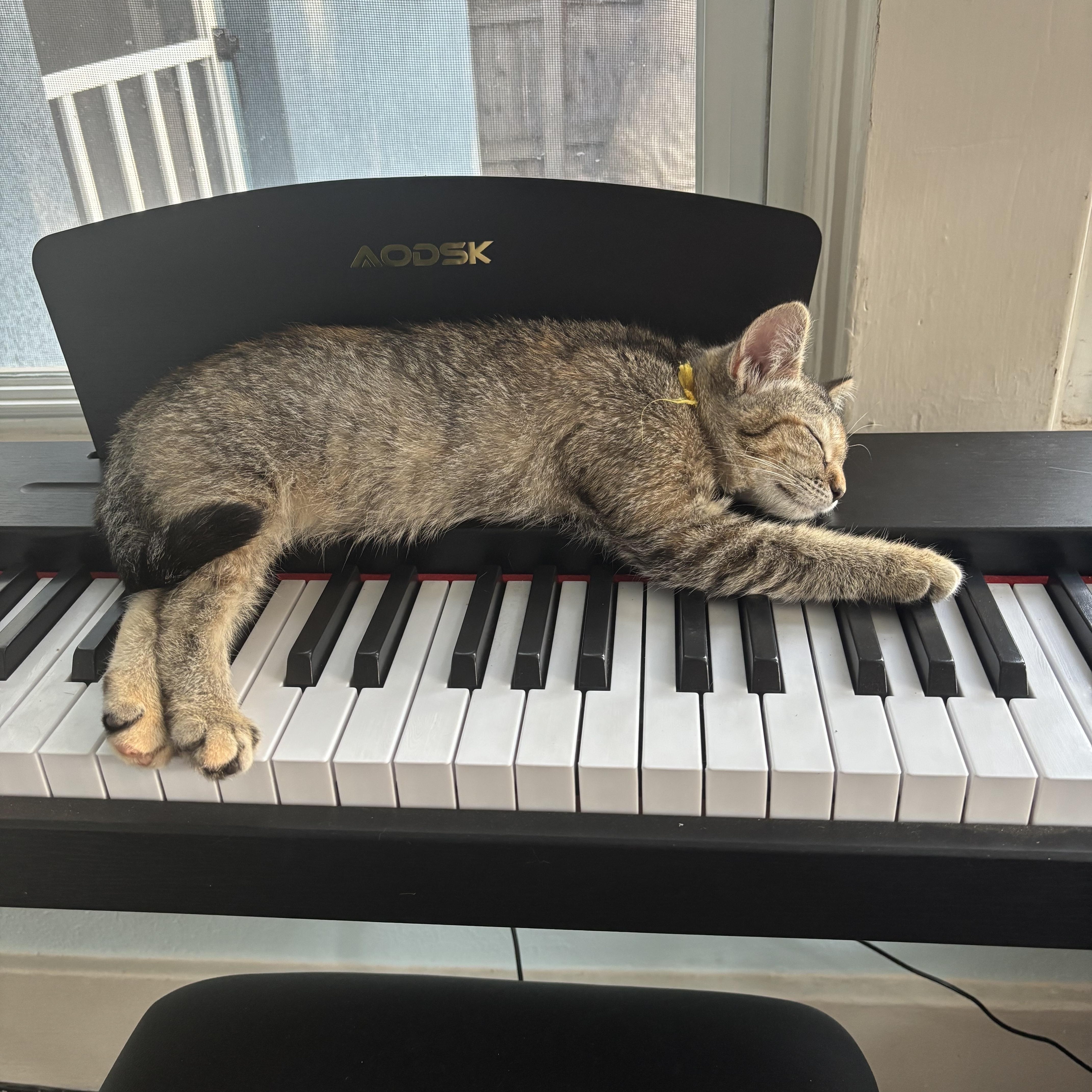Enlarge Katniss, a Adopted Domestic Short Hair in Denver, CO image 3/3
