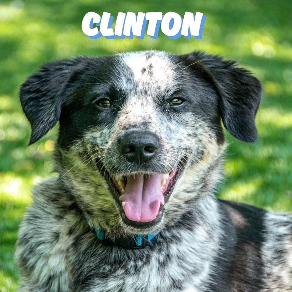 Clinton, Adoptable, Puppy Male Australian Cattle Dog / Blue Heeler.