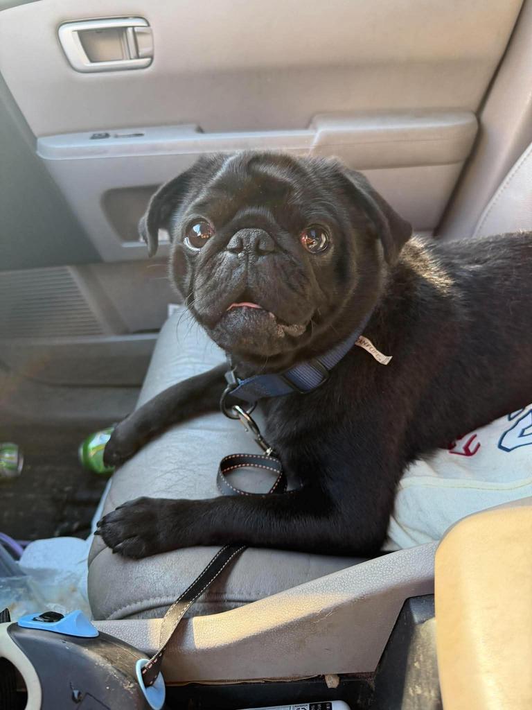 Kaos, Adoptable, Young Male Pug.