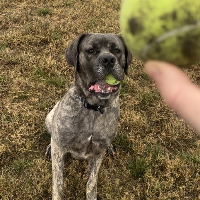 Enlarge Hondo, a ADOPTABLE Cane Corso in San Antonio, TX image 2/5