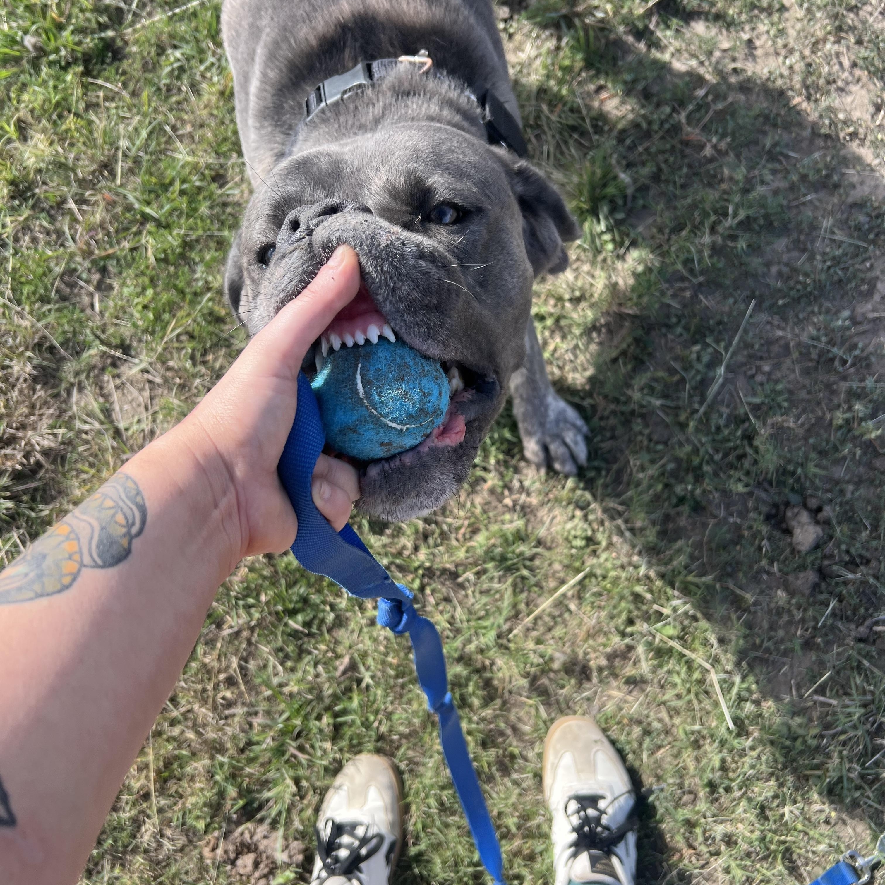 Enlarge Hondo, a ADOPTABLE Cane Corso in San Antonio, TX image 5/5