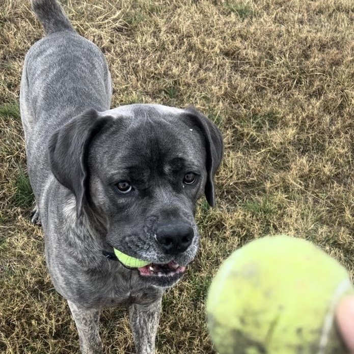 Enlarge Hondo, a ADOPTABLE Cane Corso in San Antonio, TX image 4/5