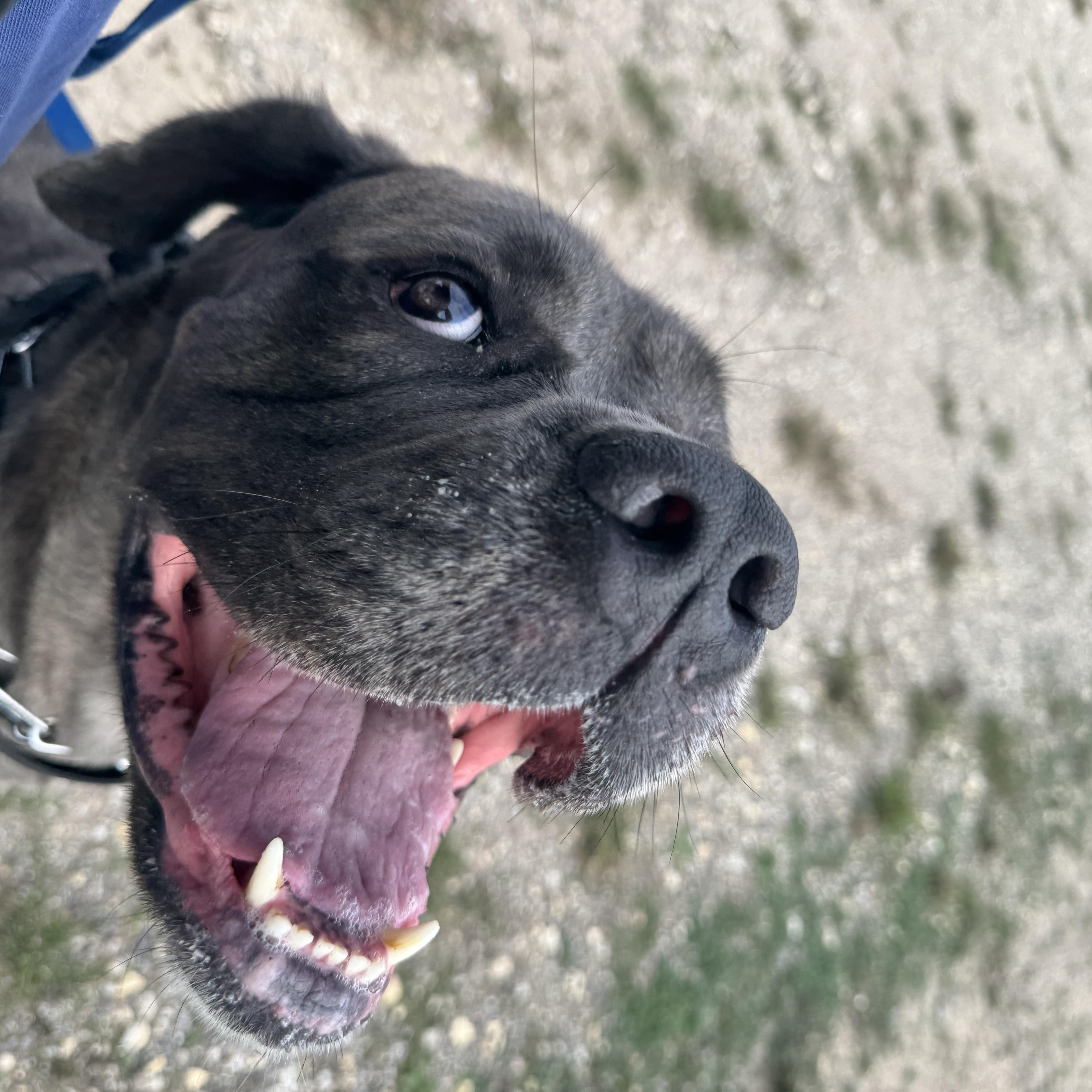 Enlarge Hondo, a ADOPTABLE Cane Corso in San Antonio, TX image 3/5
