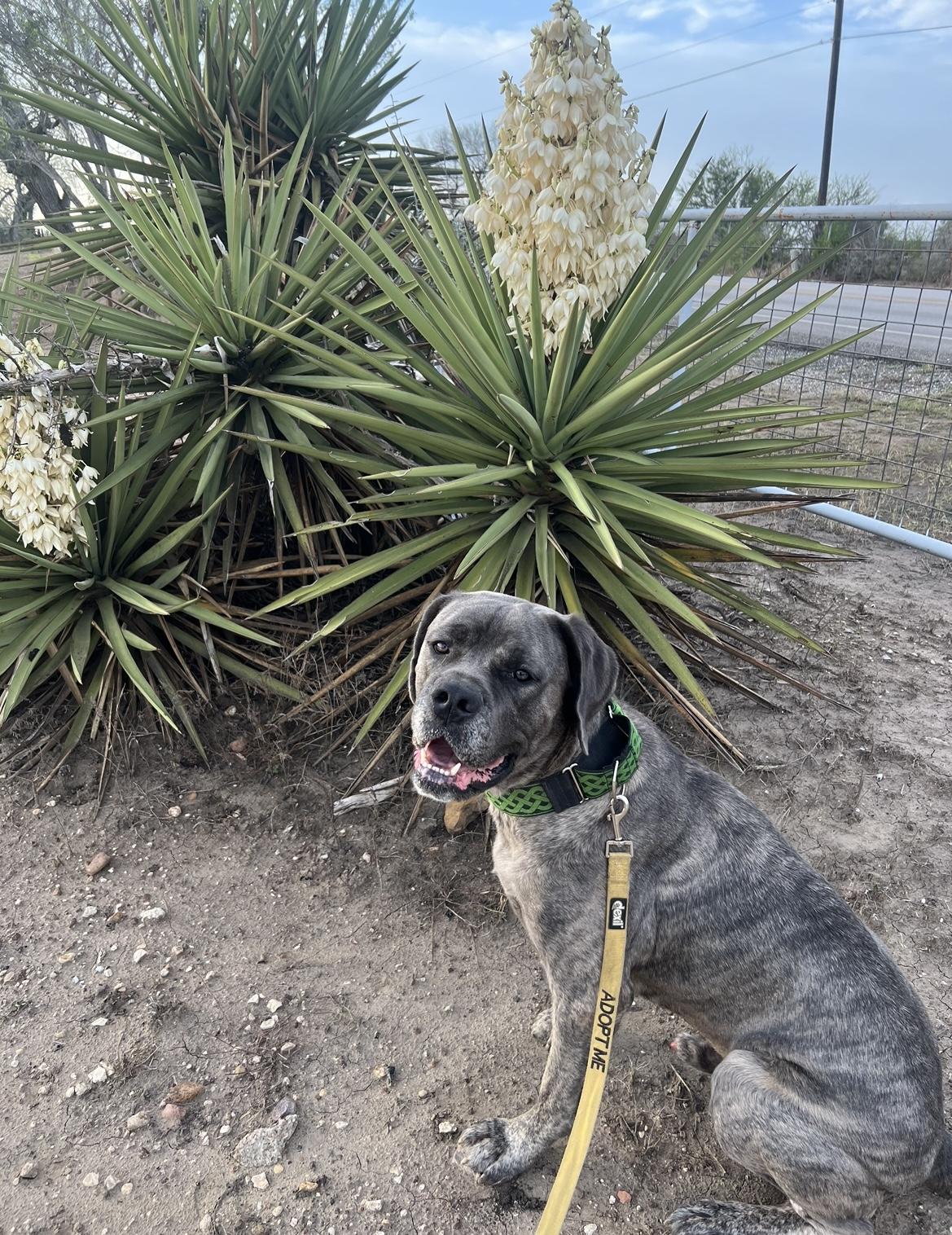 Hondo, a ADOPTABLE Cane Corso in San Antonio, TX image 2/5
