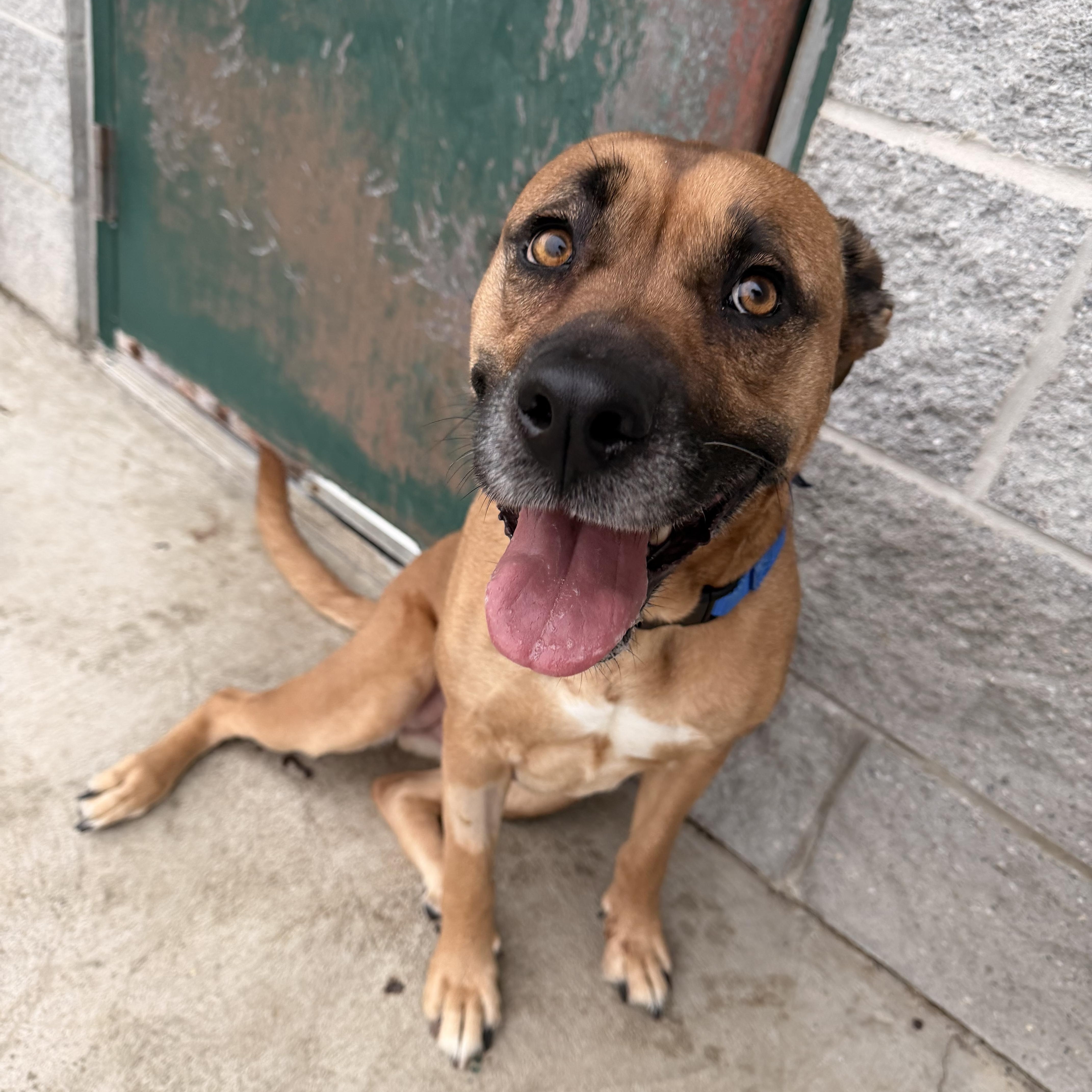 Enlarge Lola, an adopted Black Mouth Cur in Berryville, VA image 1/2