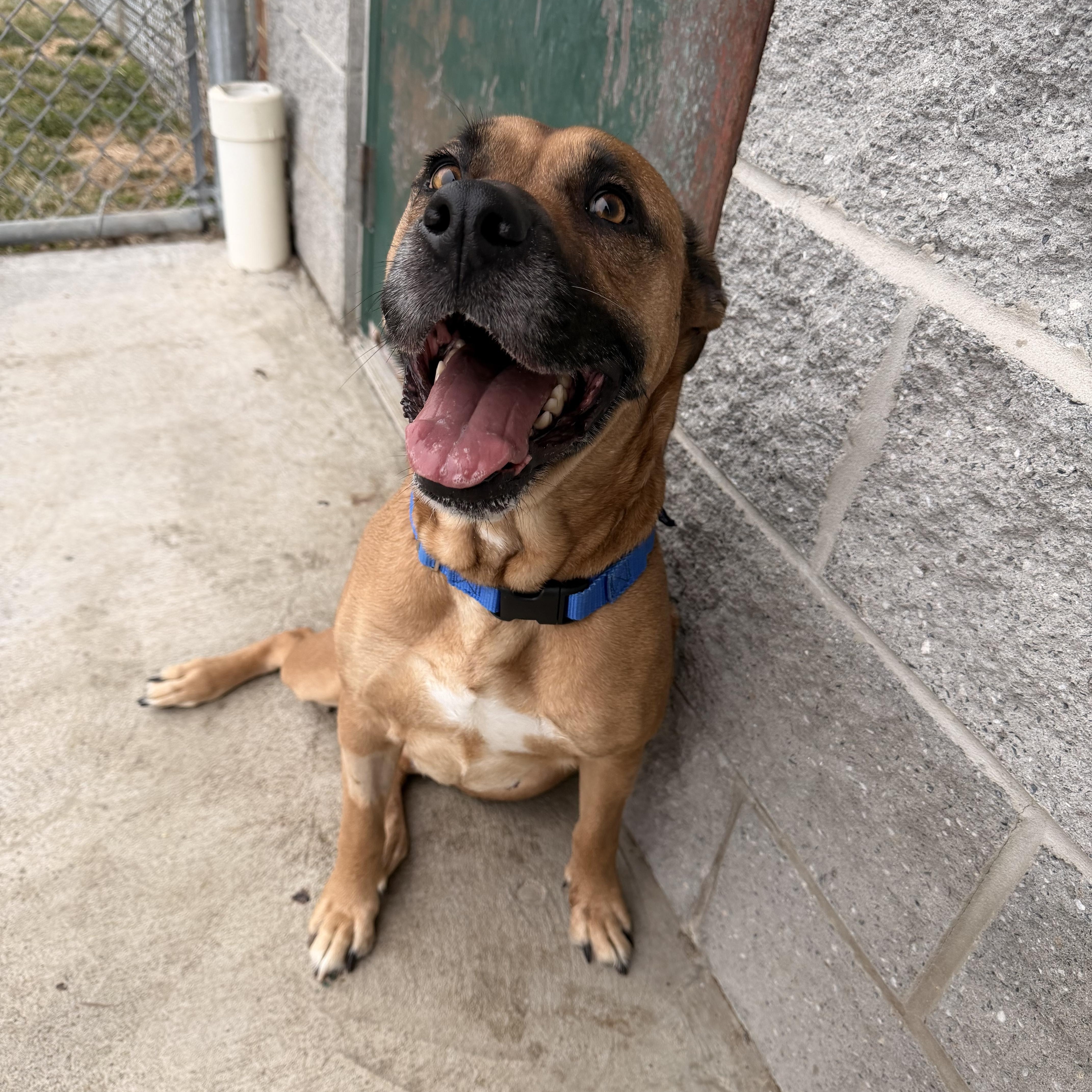 Enlarge Lola, an adopted Black Mouth Cur in Berryville, VA image 2/2
